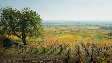 Zasłona do filmu "Nasz najlepszy rok" #255068