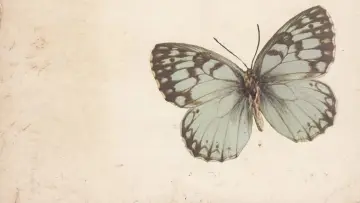 Zasłona do filmu "Papillon. Motylek" #223397