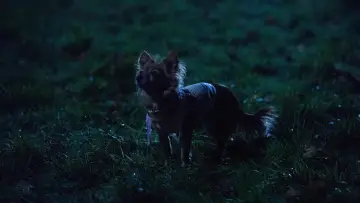 Zasłona do filmu "Rezydencja" #492462