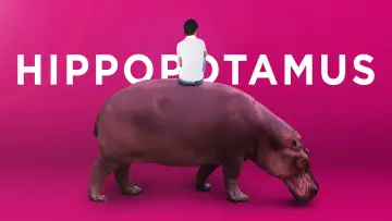 Zasłona do filmu "Hipopotam" #1122819