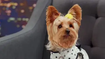 Zasłona do filmu "Pup Star: Razem raźniej" #406173