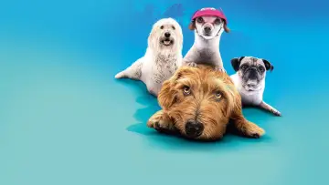 Zasłona do filmu "Sezon na psa" #1073544