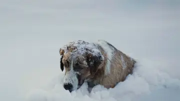 Zasłona do filmu "Zew krwi" #207260