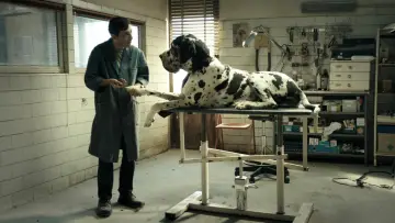 Zasłona do filmu "Dogman" #207740