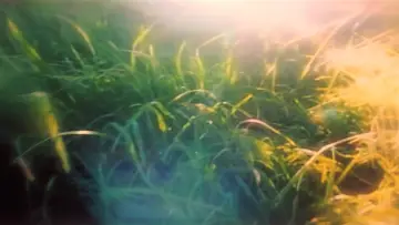 Zasłona do filmu "It