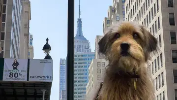 Zasłona do filmu "Benji" #404578