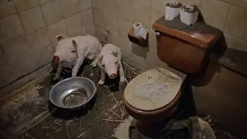 Zasłona do filmu "Wilczy Dom" #1186459