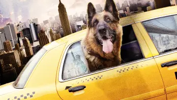 Zasłona do filmu "Cool Dog" #1129192