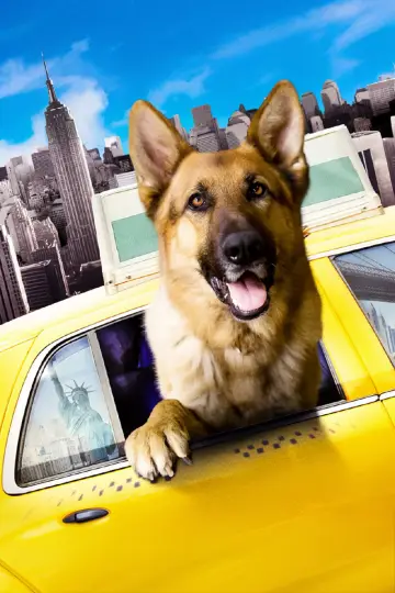 Cool Dog