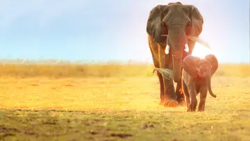Zasłona do filmu "Whispers: An Elephant