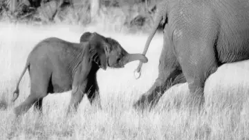 Zasłona do filmu "Whispers: An Elephant