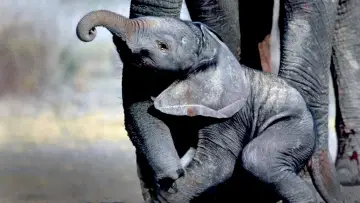 Zasłona do filmu "Whispers: An Elephant
