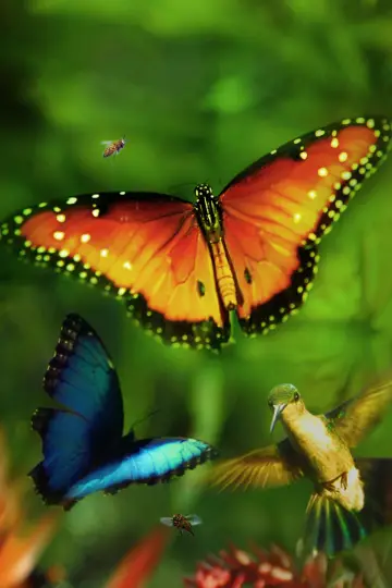 Plakat do filmu "Wings of Life" #1854661