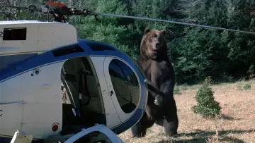 Zasłona do filmu "Grizzly" #418032
