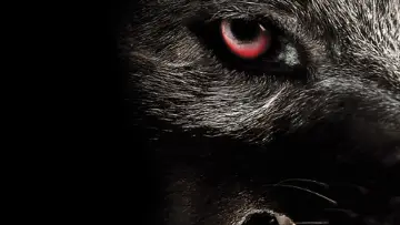 Zasłona do filmu "Monsterwolf" #1137177
