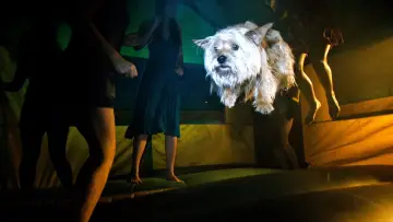 Zasłona do filmu "Projekt X" #258136
