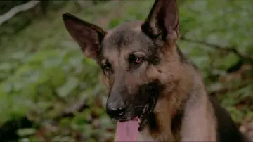 Zasłona do filmu "Zanna Bianca" #1116810