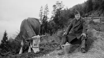 Zasłona do filmu "La Vache et le Prisonnier" #1144737