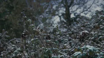 Zasłona do filmu "Wake Wood" #1637419