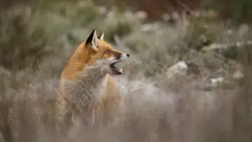 Zasłona do filmu "Wild" #1623329