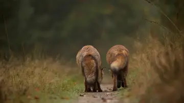 Zasłona do filmu "Wild" #1623330