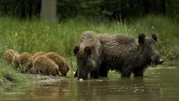 Zasłona do filmu "Wild" #1623331