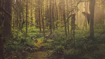 Zasłona do filmu "Perspektywa" #299509
