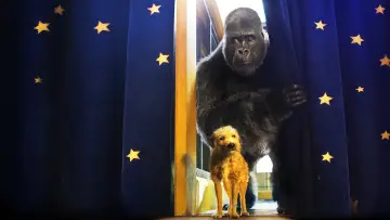 Zasłona do filmu "Jedyny i niepowtarzalny Ivan" #216896