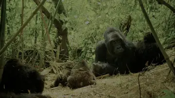 Zasłona do filmu "Wild Africa" #1527391