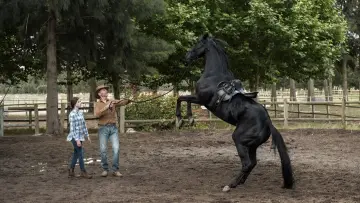 Zasłona do filmu "Czarna piękność" #179850