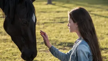 Zasłona do filmu "Czarna piękność" #179858