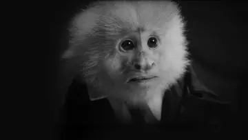 Zasłona do filmu "Co Zrobił Jack?" #466522