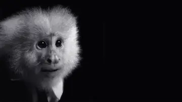 Zasłona do filmu "Co Zrobił Jack?" #466524