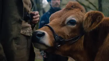 Zasłona do filmu "Pierwsza krowa" #241024