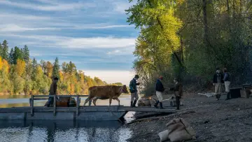 Zasłona do filmu "Pierwsza krowa" #241025