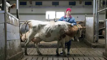 Zasłona do filmu "Daleko od Reykjaviku" #502161