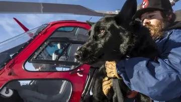 Zasłona do filmu "Superpower Dogs" #1907838