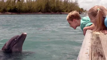 Zasłona do filmu "Dolphin Kick" #1192436