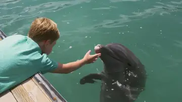 Zasłona do filmu "Dolphin Kick" #501268