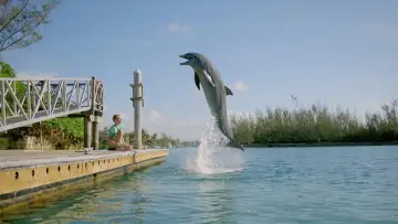 Zasłona do filmu "Dolphin Kick" #501269