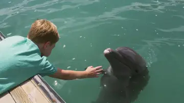 Zasłona do filmu "Dolphin Kick" #501270