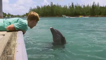 Zasłona do filmu "Dolphin Kick" #501271
