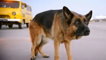 Zasłona do filmu "Пальма" #357396