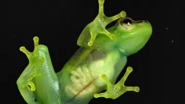 Zasłona do filmu "Incredible frogs" #1636556