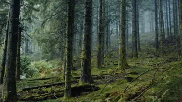 Zasłona do filmu "Niezbędna konieczność" #705211