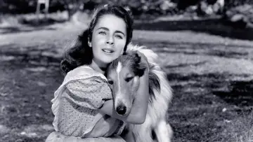 Zasłona do filmu "Odwaga Lassie" #1118747
