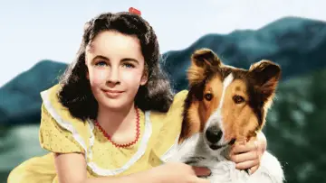 Zasłona do filmu "Odwaga Lassie" #490537
