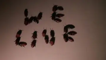 Zasłona do filmu "Bug" #1093245