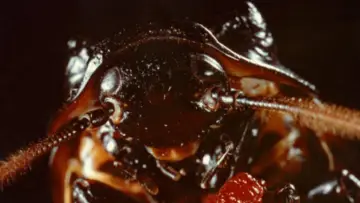 Zasłona do filmu "Bug" #1093249