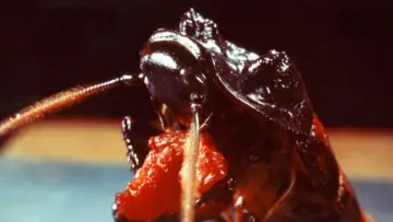 Zasłona do filmu "Bug" #1093250
